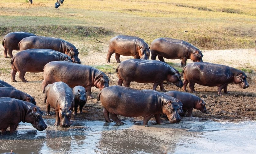 Déclin considérable des hippopotames en Afrique : de l’importance de mettre fin au crime faunique